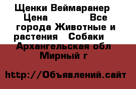 Щенки Веймаранер › Цена ­ 40 000 - Все города Животные и растения » Собаки   . Архангельская обл.,Мирный г.